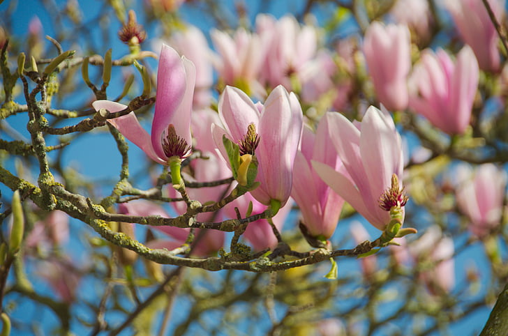 magnolias, flores, naturaleza, jardín, árbol, floración, Botánica