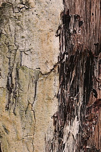 texture, bois, Weathered, structure, lumière, ombre, arbre