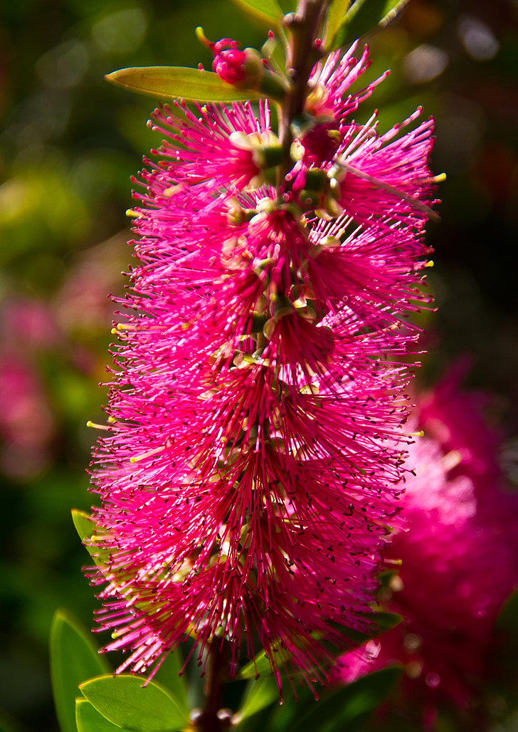 callistemon, bottle-brush, flower, australian, native, pink, bright