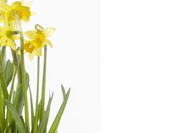 flors, narcisos, groc, primavera, pseudonarcissus Narcís, Daffodil, natura