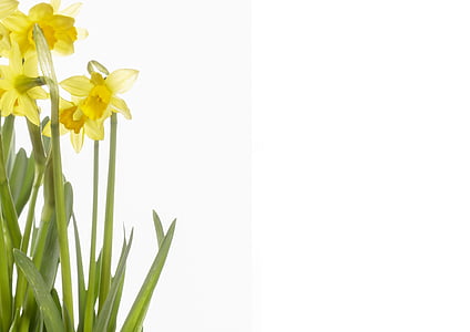 blommor, påskliljor, gul, våren, Narcissus pseudonarcissus, Daffodil, naturen
