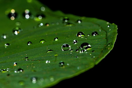 close, photography, dew, drops, green, leaf, nature