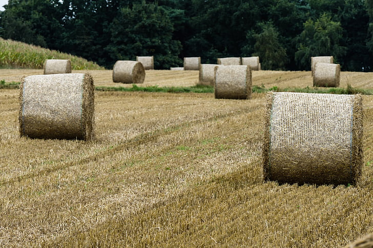 hay, harvest, hay bales, field, straw bales