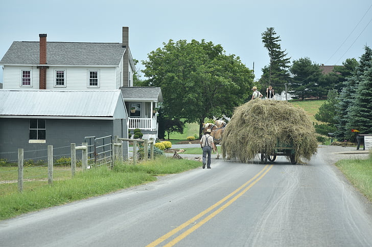 Amish, feno, agricultura, trabalho