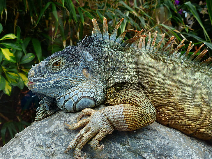 Yeşil iguana, Iguana, iguana Iguana, iguanidae, yaratık, kertenkele, sürüngen