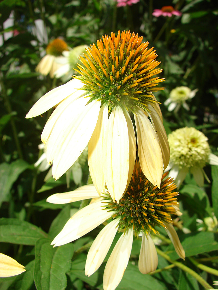 Coneflower, giallo, Bloom, fiore, pianta, bianco, Blooming