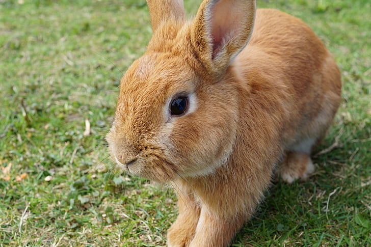 Hare, kanin, bunny, påske, Nuttet, nager, påske bunny