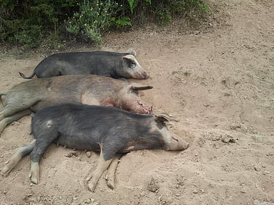 Corsica, được lười biếng, con lợn, động vật, Thiên nhiên, bẩn, động vật
