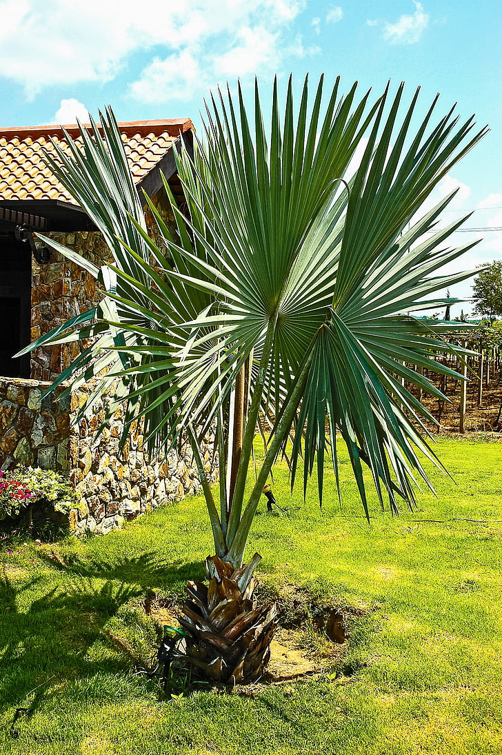Palm, растителна, каменна къща, природата, на открито, дърво