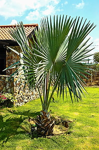 Palm, растителна, каменна къща, природата, на открито, дърво
