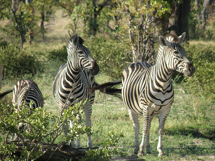 zebras, selvagem, animal, vida selvagem, mamífero, listrado, fauna