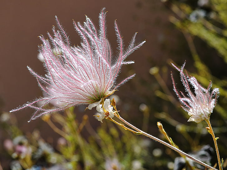 plomall apatxe, flor, Nou Mèxic, frondes, planta, natura, creixement
