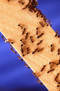 mrówki ogniste, owady, pracownik, szkodników, makro, żądło, bolesne