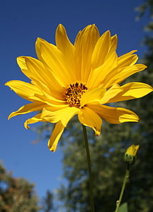 leśnych słonecznik, kwiat, kwiatowy, Wildflower, żółty, Helianthus divaricatus – jeżyna połyskująca, byliny