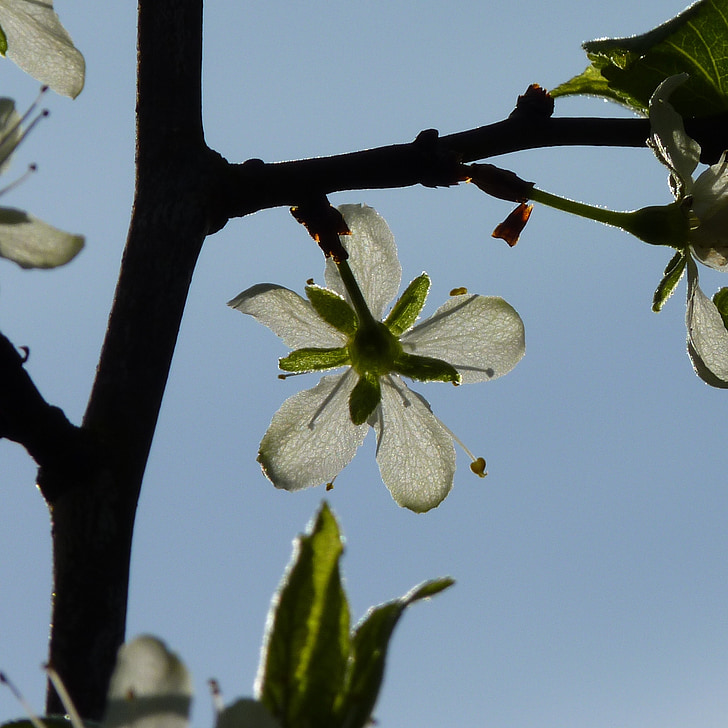kirss, õis, Bloom, kevadel, kirsi õis, puu, Makro