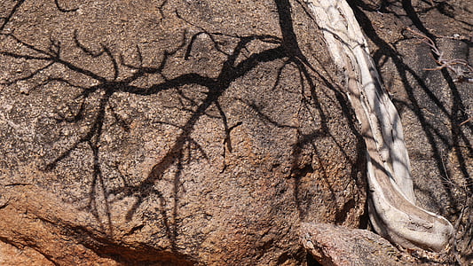 Botswana, arbre, Roca, ombra, natura