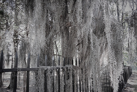 spanish moss, mississippi, moss, nature, southern, hanging moss, outdoors