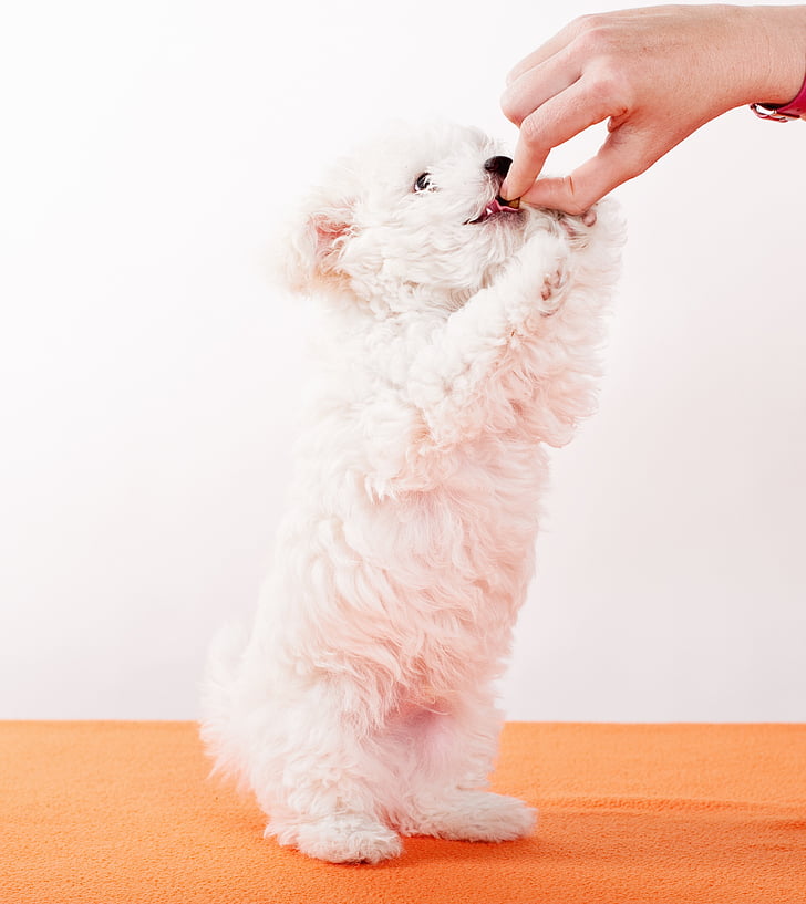 dog, puppy, bolonka zwetna, white, hundeportrait, pet, young
