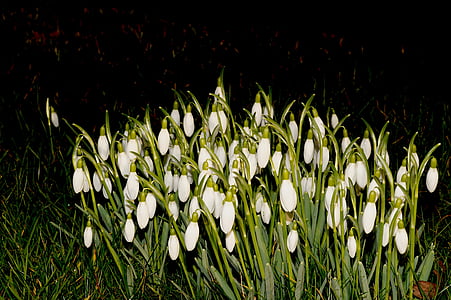 Galanthus, final del invierno, signos de la primavera, febrero, planta, naturaleza