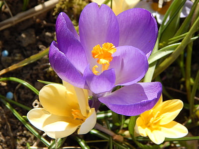 crocus, spring, spring flower, early bloomer, signs of spring, the beginning of spring, spring awakening