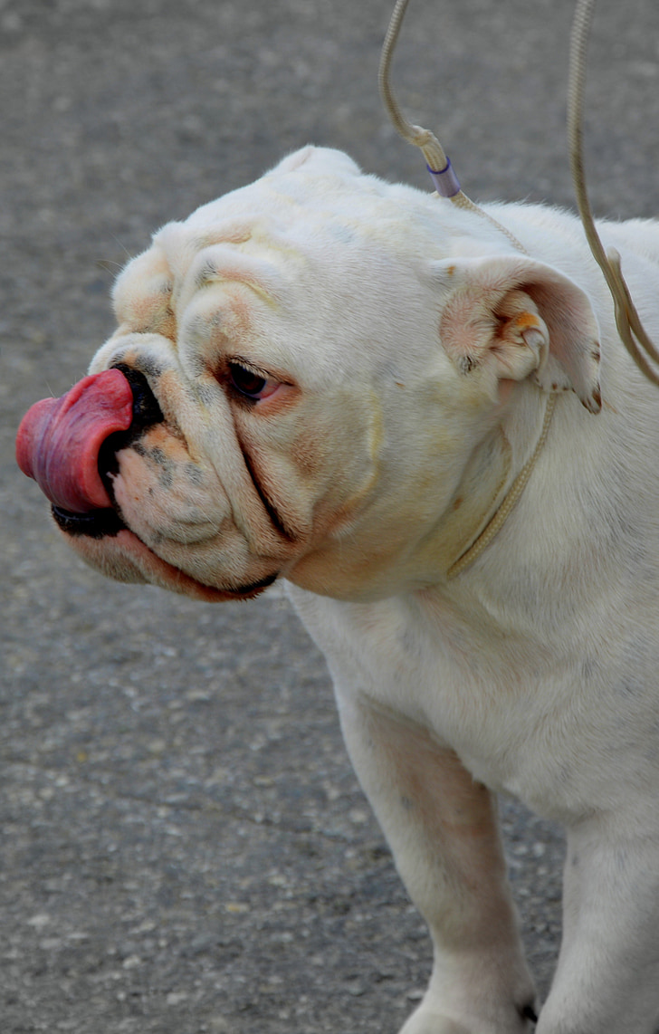 bulldog anglès, gos, raça, pura raça, Buldog, anglès, animal de companyia