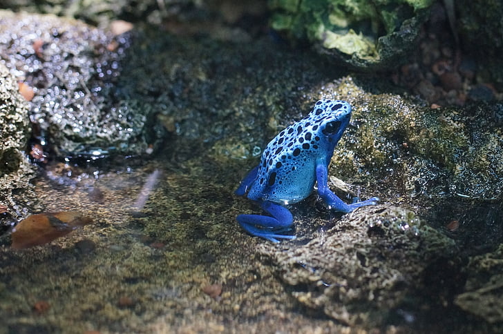 poison frog, amphibian, small, animal, nature, wildlife, sea