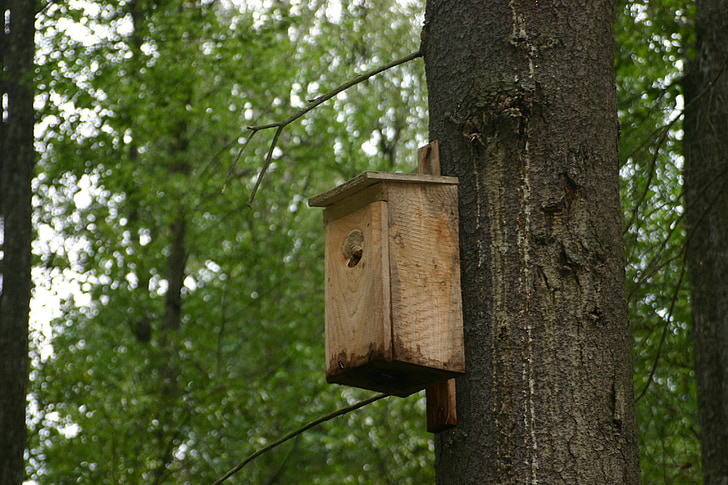 Bird feeding bricka, träd, skogen, fågel, trä