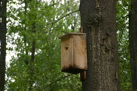 Vögel füttern Tablett, Baum, Wald, Vogel, Holz