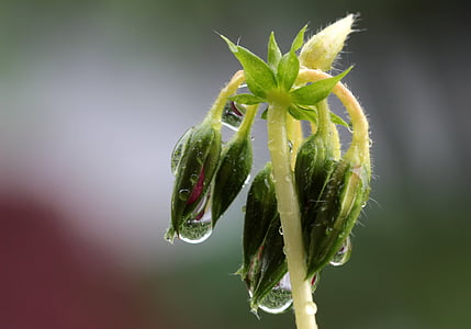 raindrop, drip, drop of water, wet, beaded, closed buds a geranium, mirroring