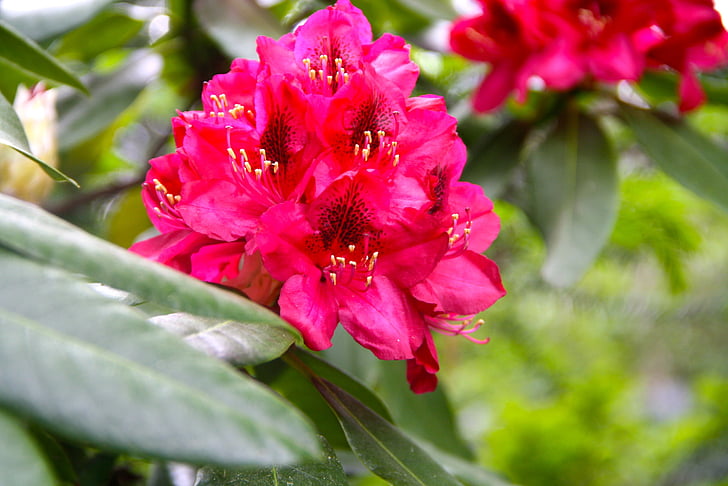 jar, kvet, kvet, červené rhododendron