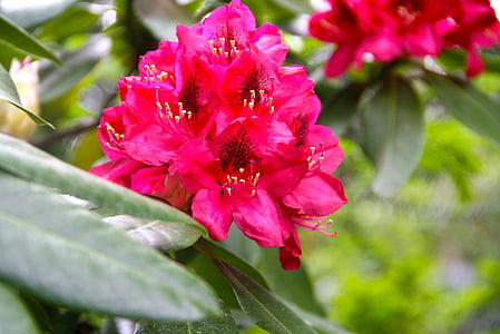 spring, blossom, bloom, red rhododendron