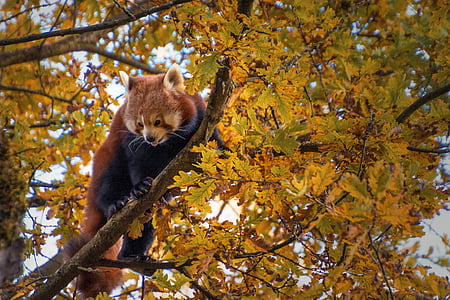 panda rojo, árbol, escalada, Sube, mundo animal, mamíferos, naturaleza