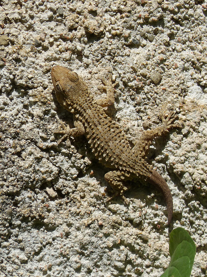 δράκος, Gecko, σαύρα, υφή
