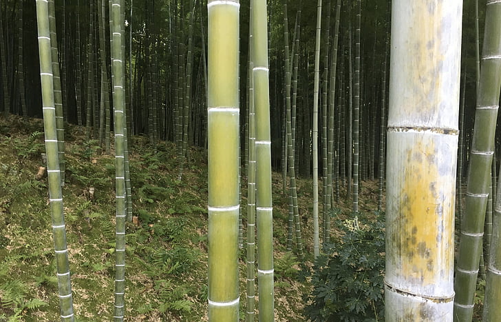 bambú, boscos, bosc, Àsia, verd, arbre, medi ambient