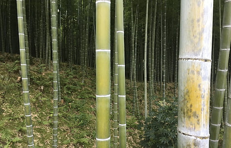 bambu, hutan, hutan, Asia, hijau, pohon, lingkungan
