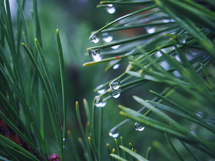 selective, focus, photography, water, dew, green, linear