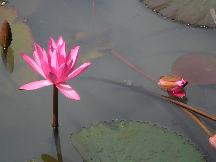 Lotus, blomst, Pink