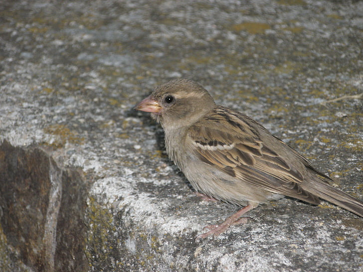 Sparrow, oiseaux, femelle, plumage