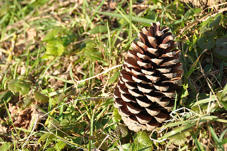 cone, pine, greens, forest, day, dd, istanbul