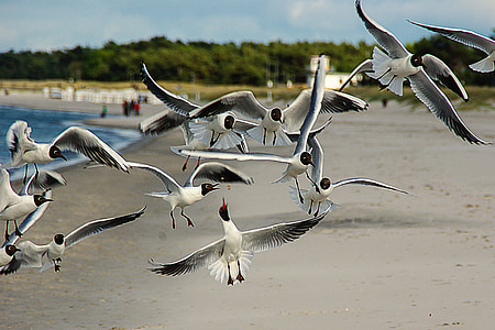 black headed gulls, larus ridibundus, waterfowl, beach, sand, baltic sea, darß