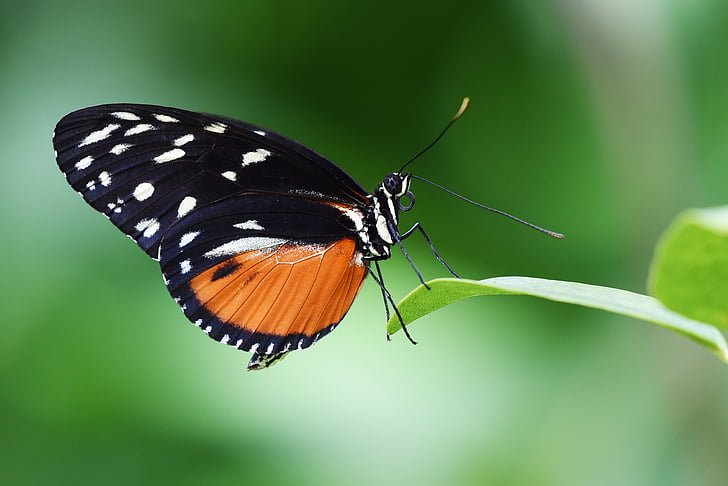 motýl, hmyz, zahrada, křídla, Příroda, makro, Tropical