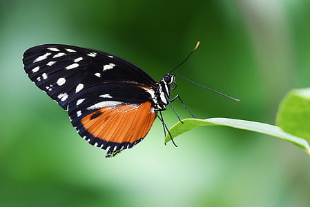 borboleta, inseto, jardim, asas, natureza, macro, tropical