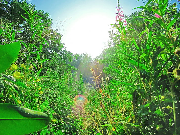 το καλοκαίρι, ψηλό χόρτο, πράσινο, ηλιοφάνεια, κατάφυτη, φυτά, καλές καιρικές συνθήκες