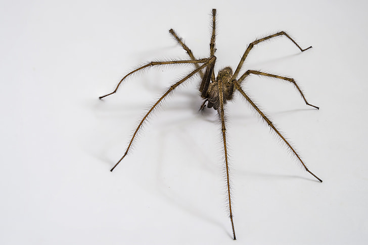 внутрішні tégénaire, людина-павук, людина-павук будинків, павукоподібних, Комаха, synanthrope, допоміжні комах