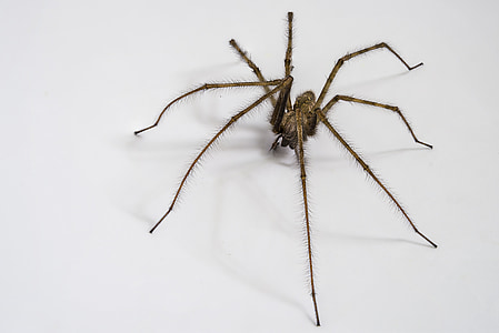 domači tégénaire, pajek, pajek hiše, Arachnid, insektov, synanthrope, pomožni insektov