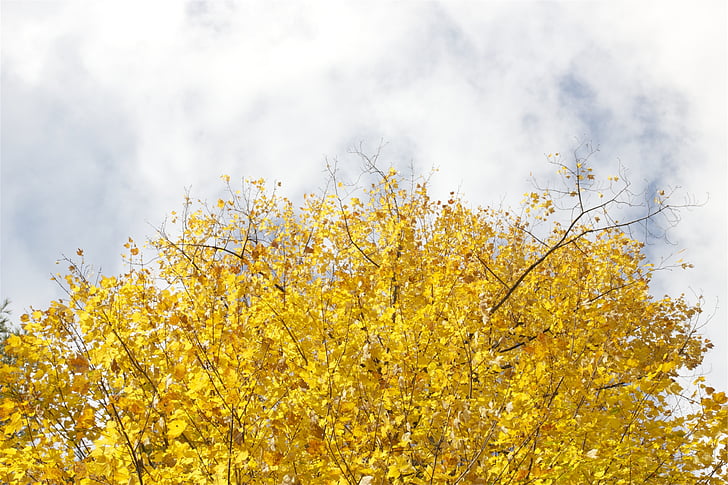 dzeltena, koks, zila, debesis, koki, atstāj, rudens