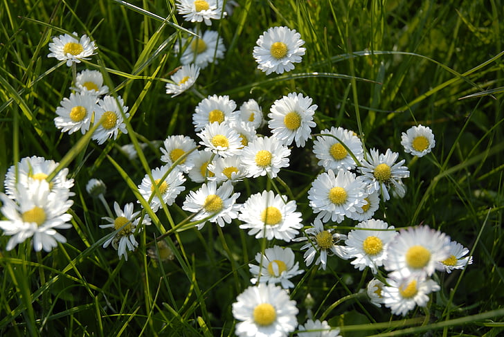 Daisy, Blossom, Bloom, wit, bloem, witte bloem, Rush