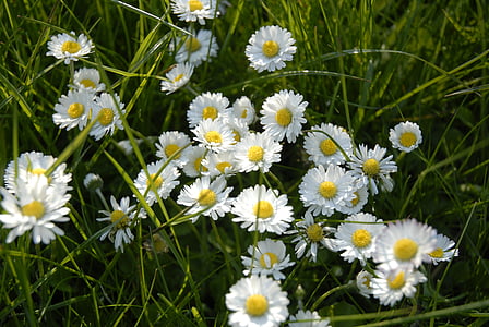 Daisy, kvet, kvet, biela, kvet, biely kvet, Rush