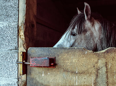 Koń, źrebię, wygląd, pudełko, Stajnia, nie ma ludzi, dzień