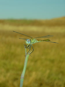 Dragonfly, sympetrum, insectă, zbor, libelulido, libellulidae, cancellatum